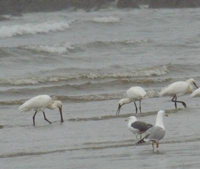 Espátulas bajo el diluvio