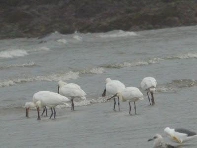 Espátulas bajo el diluvio