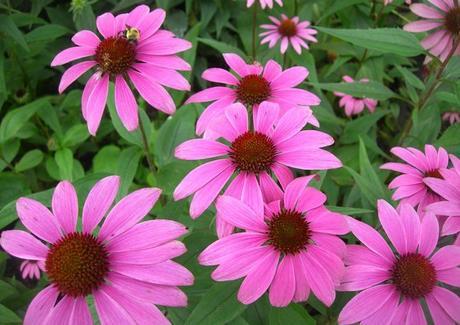 Echinacea: propiedades y contraindicaciones