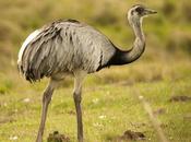 Ñandú (Greater Rhea) Rhea americana