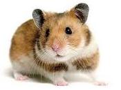 Hamster revoltoso Trucos para mascotas