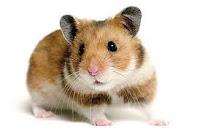 Hamster revoltoso