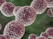 Elige bien comensal... Streptococcus pyogenes