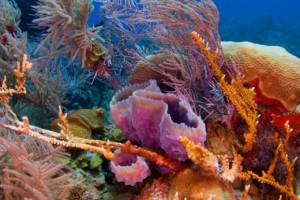 Bahamas, territorio pirata