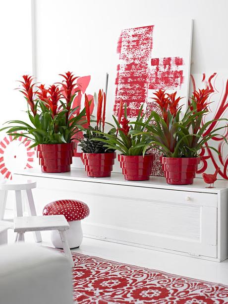 LAS 10 MEJORES PLANTAS PARA DECORAR NUESTRO HOGAR