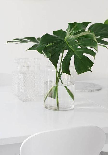 LAS 10 MEJORES PLANTAS PARA DECORAR NUESTRO HOGAR