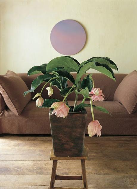 LAS 10 MEJORES PLANTAS PARA DECORAR NUESTRO HOGAR