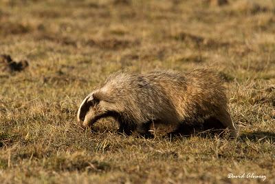 La tarde del melandru