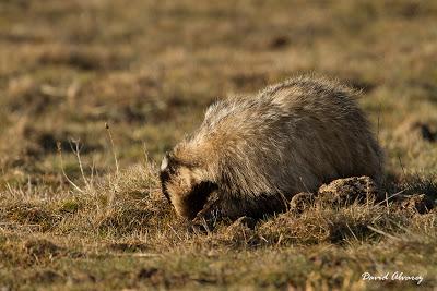 La tarde del melandru
