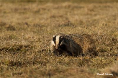 La tarde del melandru