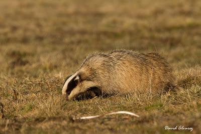La tarde del melandru