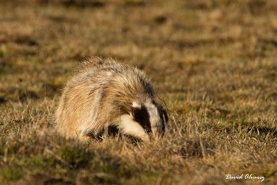 La tarde del melandru