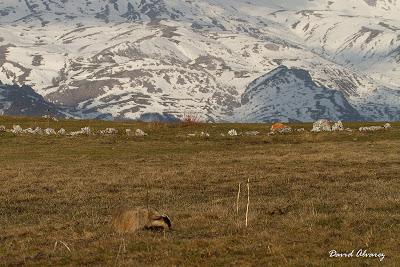 La tarde del melandru
