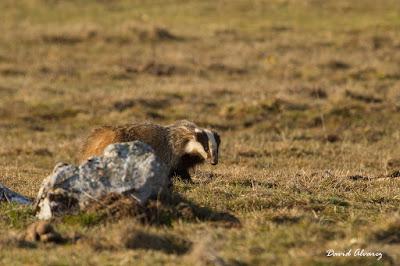 La tarde del melandru