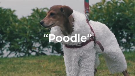 perros disfrazados de perros tiempodepublicidad