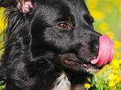 Consejos caninos 'Mar 2016'