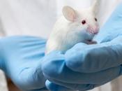 Descubren cerebro funciona como disco duro: borra recuerdos para almacenar nuevos