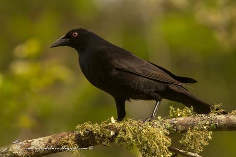 Tordo gigante (Giant-Cowbird) Molothrus oryzivorus