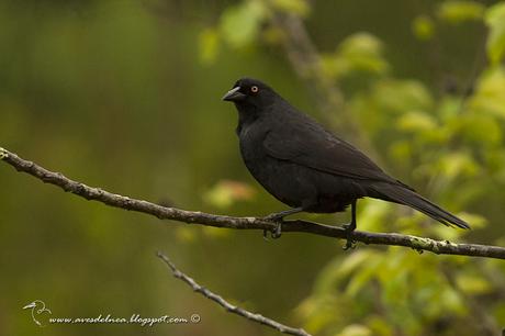 Tordo gigante (Giant-Cowbird) Molothrus oryzivorus