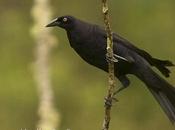 Tordo gigante (Giant-Cowbird) Molothrus oryzivorus