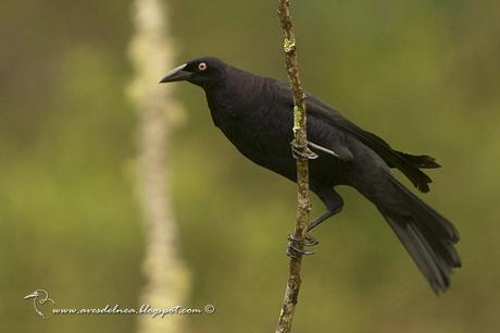 Tordo gigante (Giant-Cowbird) Molothrus oryzivorus