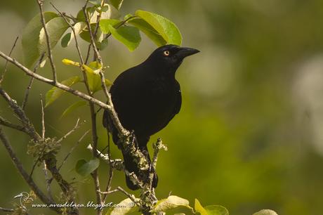 Tordo gigante (Giant-Cowbird) Molothrus oryzivorus