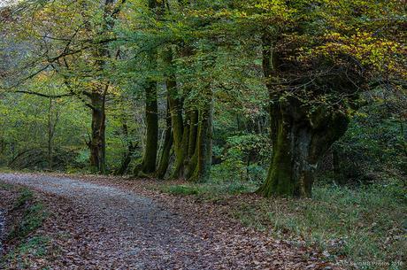 Los árboles de la curva