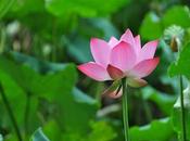 Como germinar Flor Loto