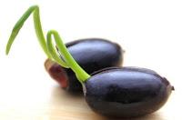 flor de loto germinada