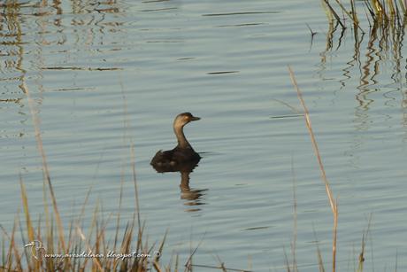 Macá gris (Least Grebe) Tachybaptus dominicus