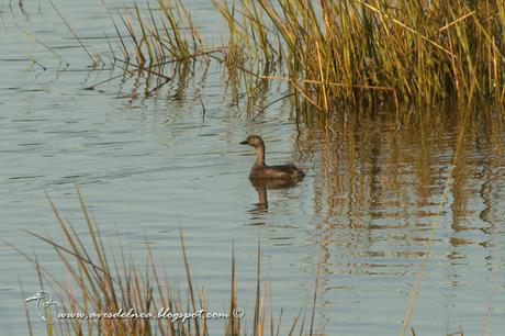 Macá gris (Least Grebe) Tachybaptus dominicus