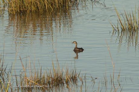 Macá gris (Least Grebe) Tachybaptus dominicus