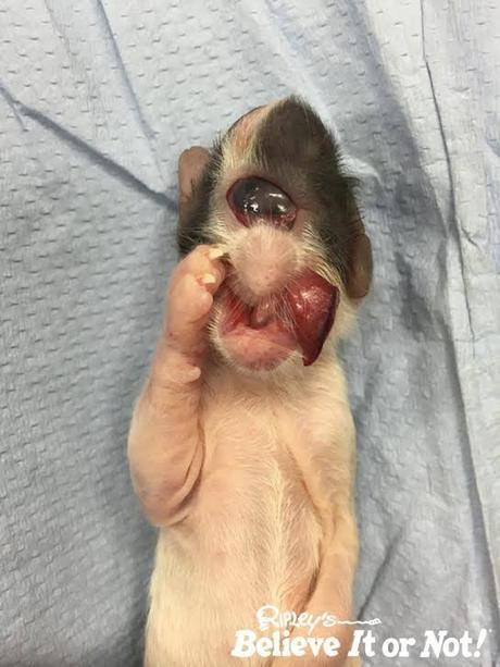 Estos gatitos Cíclopes son un misterio