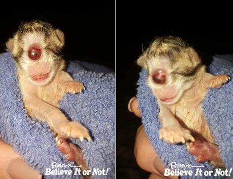 Estos gatitos Cíclopes son un misterio