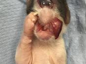 Estos gatitos Cíclopes misterio