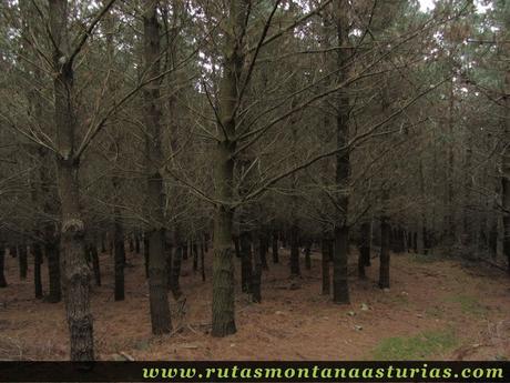 Pinar en Salas