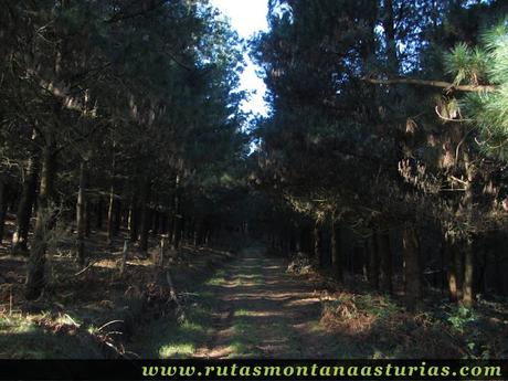 Camino entre el pinar