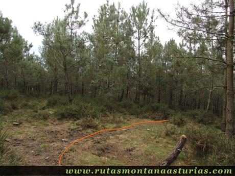 Tramo entre pinar
