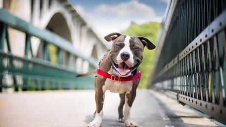 Remedio casero y natural contra las alergias de las mascotas