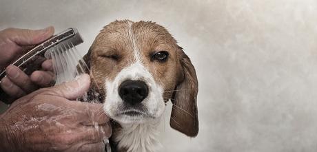 Remedio casero y natural contra las alergias de las mascotas