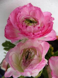 Tarjeta de primavera: flores. Tarjeta de primavera: flores.