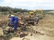 Asaja suma pedir ayudas para arraque olivos.