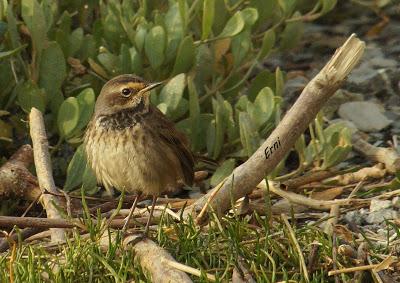 ¡JORGE, TE CAMBIO TU JOVEN PECHIAZUL POR UNO ADULTO!