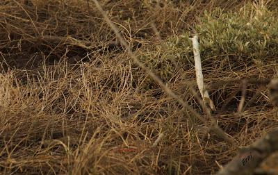 ¡JORGE, TE CAMBIO TU JOVEN PECHIAZUL POR UNO ADULTO!