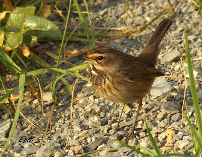 ¡JORGE, TE CAMBIO TU JOVEN PECHIAZUL POR UNO ADULTO!