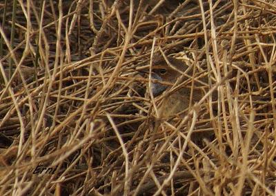 ¡JORGE, TE CAMBIO TU JOVEN PECHIAZUL POR UNO ADULTO!