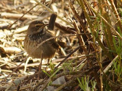 ¡JORGE, TE CAMBIO TU JOVEN PECHIAZUL POR UNO ADULTO!
