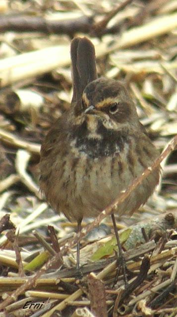 ¡JORGE, TE CAMBIO TU JOVEN PECHIAZUL POR UNO ADULTO!