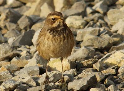 ¡JORGE, TE CAMBIO TU JOVEN PECHIAZUL POR UNO ADULTO!