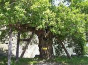 arboles sobrevivieron bomba Hiroshima